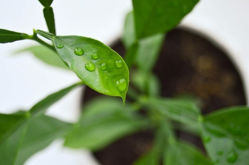 Comment utiliser les pesticides et les insecticides sur les agrumes