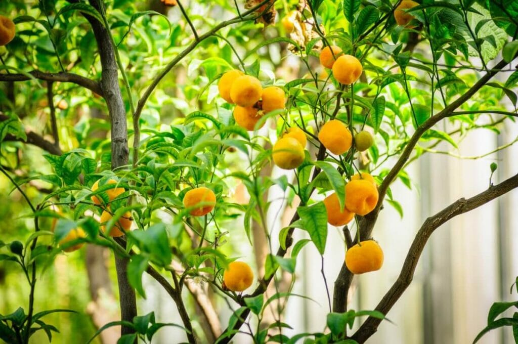 Gestion des ravageurs et des maladies des agrumes en intérieur