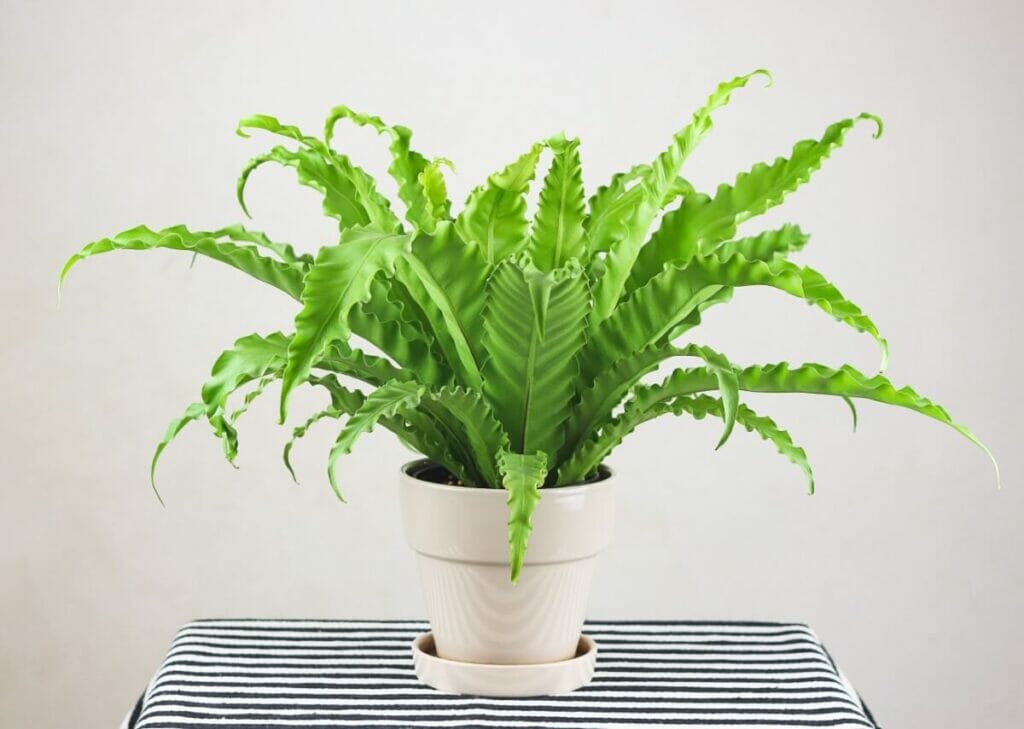 L'importance d'un terreau bien drainant pour les fougères nid d'oiseau