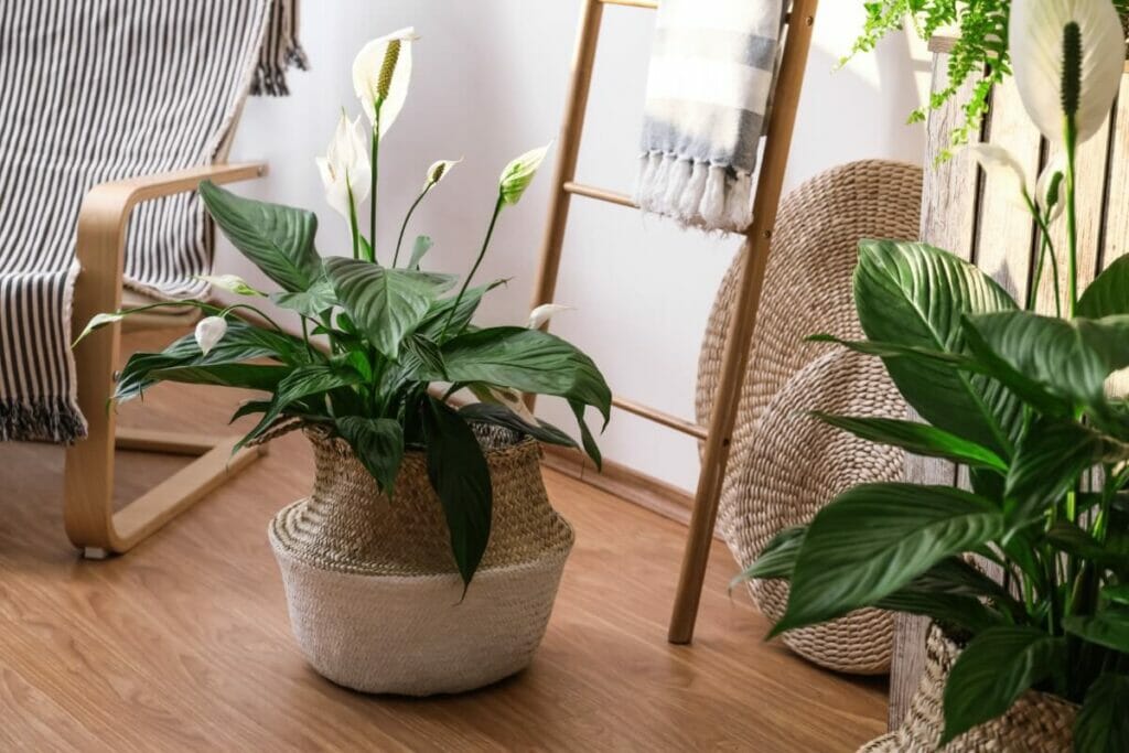 Considérations sur le sol en fonction du choix du pot