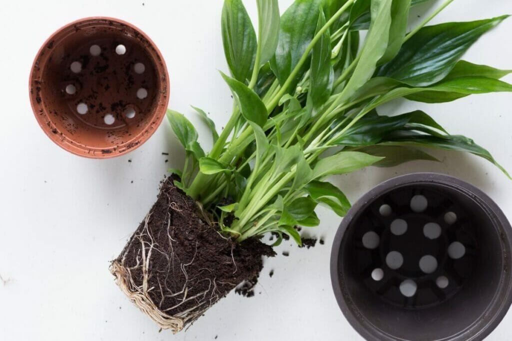 Les bases d'un sol bien drainé pour les lys de la paix