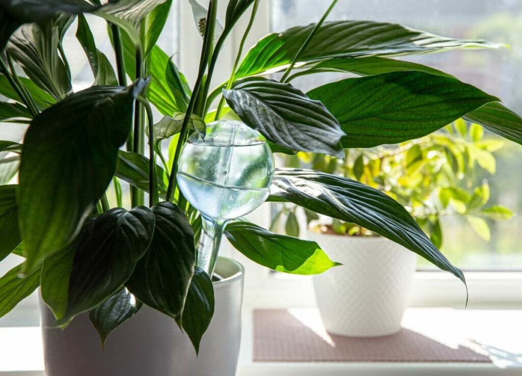 Peut-on utiliser des mélanges de terre pour cactus ou orchidées avec des plantes de lis de paix ?