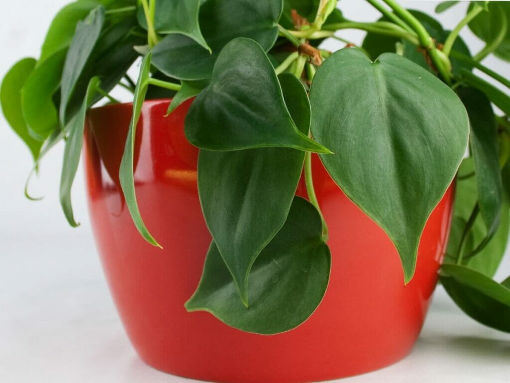 A propos des philodendrons