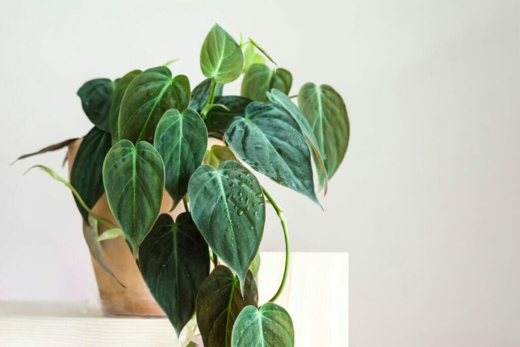 Les philodendrons peuvent nous aider à mieux dormir