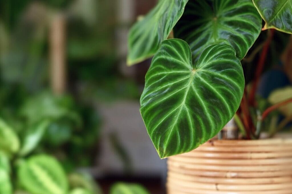 Les plantes philodendrons peuvent stimuler une meilleure productivité