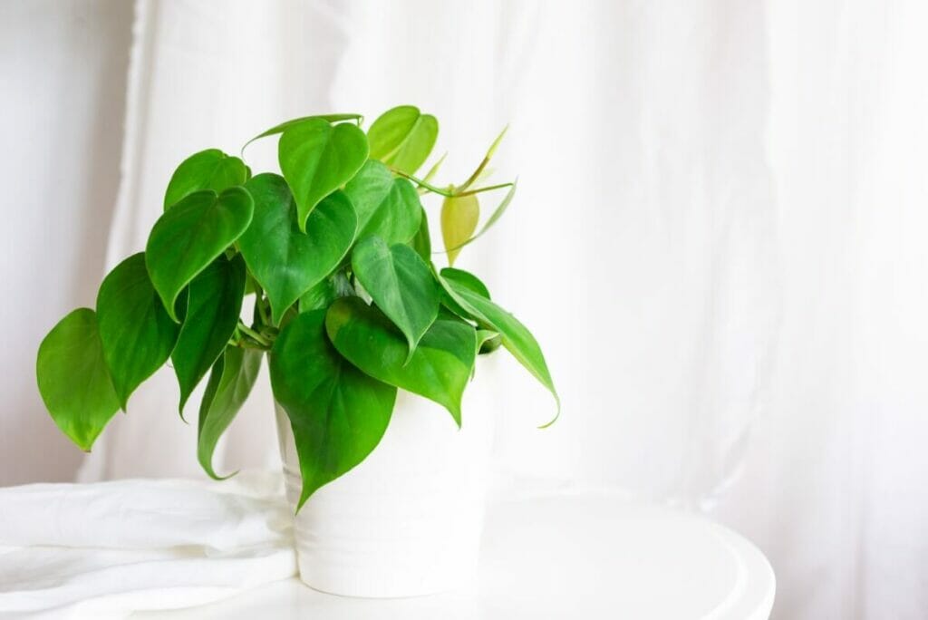 Les plantes philodendrons sont incroyablement faciles à entretenir