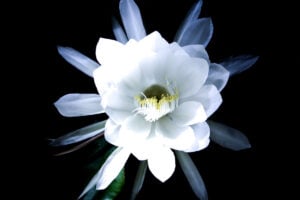 Fleurs nocturnes : quand la nature s'épanouit à la lueur des étoiles