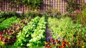 Potager bio-intensif : maximiser les récoltes sans produits chimiques