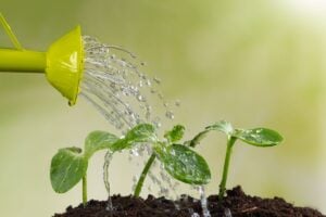 Jardiner en période de canicule : conseils pour garder vos plantes en vie