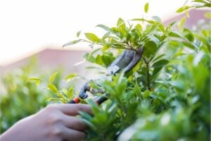 Jardiner en période de canicule : conseils pour garder vos plantes en vie