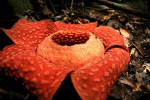 Le jardin de l'étrange : plantes et créatures bizarres