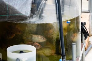 Potager aquaponique : l'alliance de la culture et de l'aquaculture