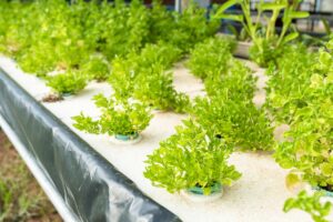 Potager aquaponique : l'alliance de la culture et de l'aquaculture