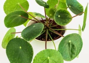 Jardin de curiosité : Plantes étonnantes au potager