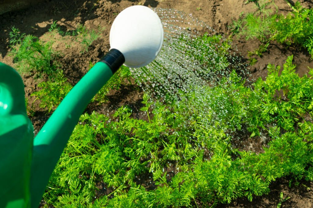 Pratiques d'Arrosage en Périodes de Sécheresse