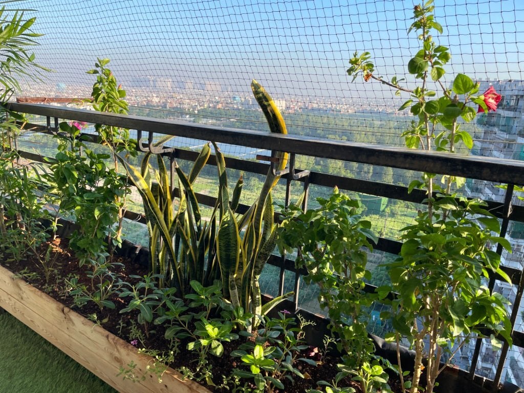 Balcon Estival : Explorez les Légumes et Fleurs à Planter en Août pour Transformer Votre Balcon en un Coin de Paradis Végétal