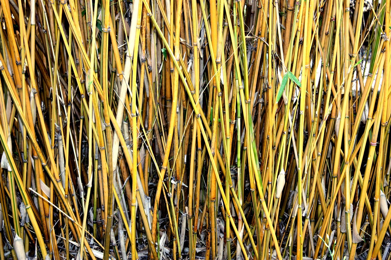 Bamboo jauni manque d'espace