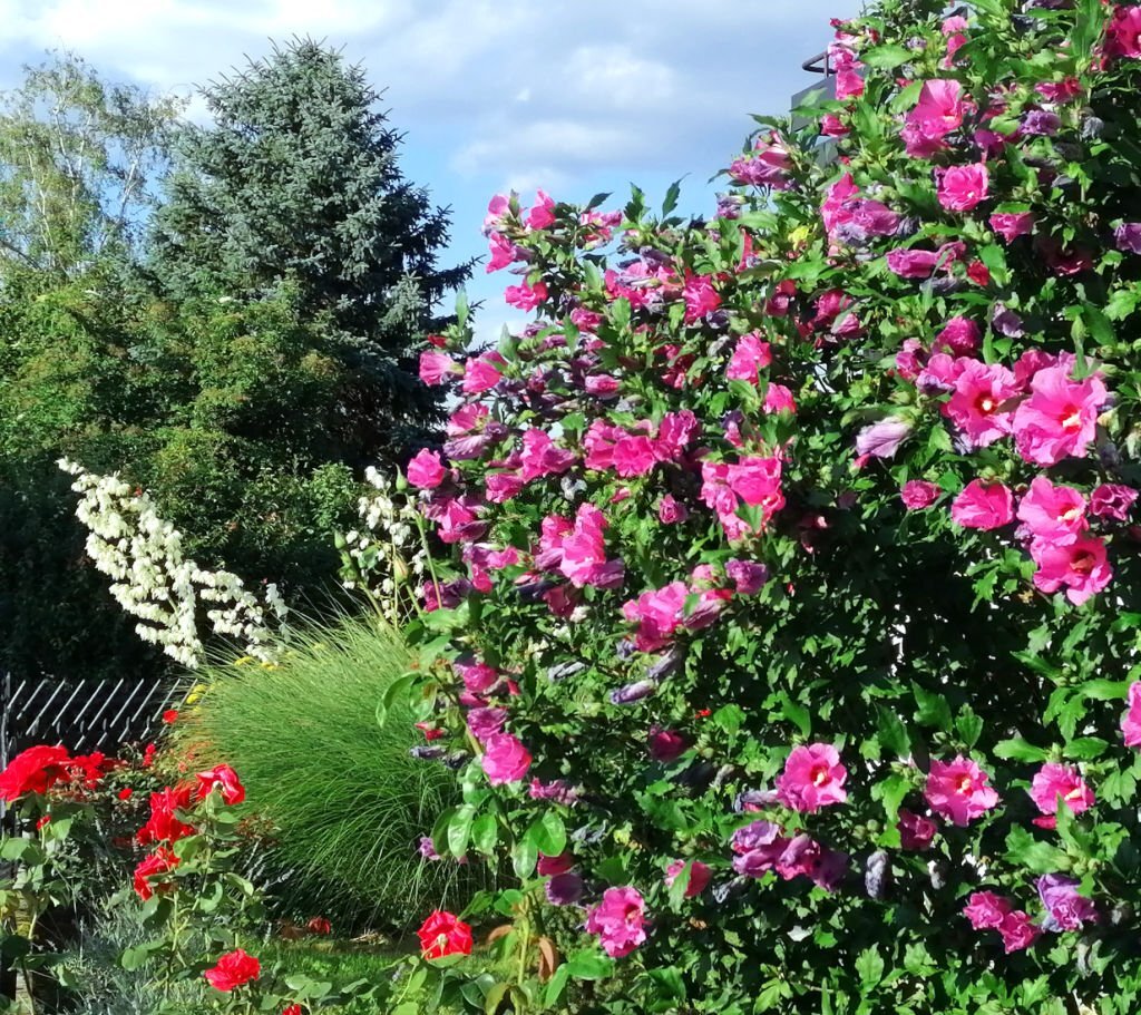 Épanouissement Naturel : Découvrez la Sérénité d'un Beau Jardin Bien Entretenu