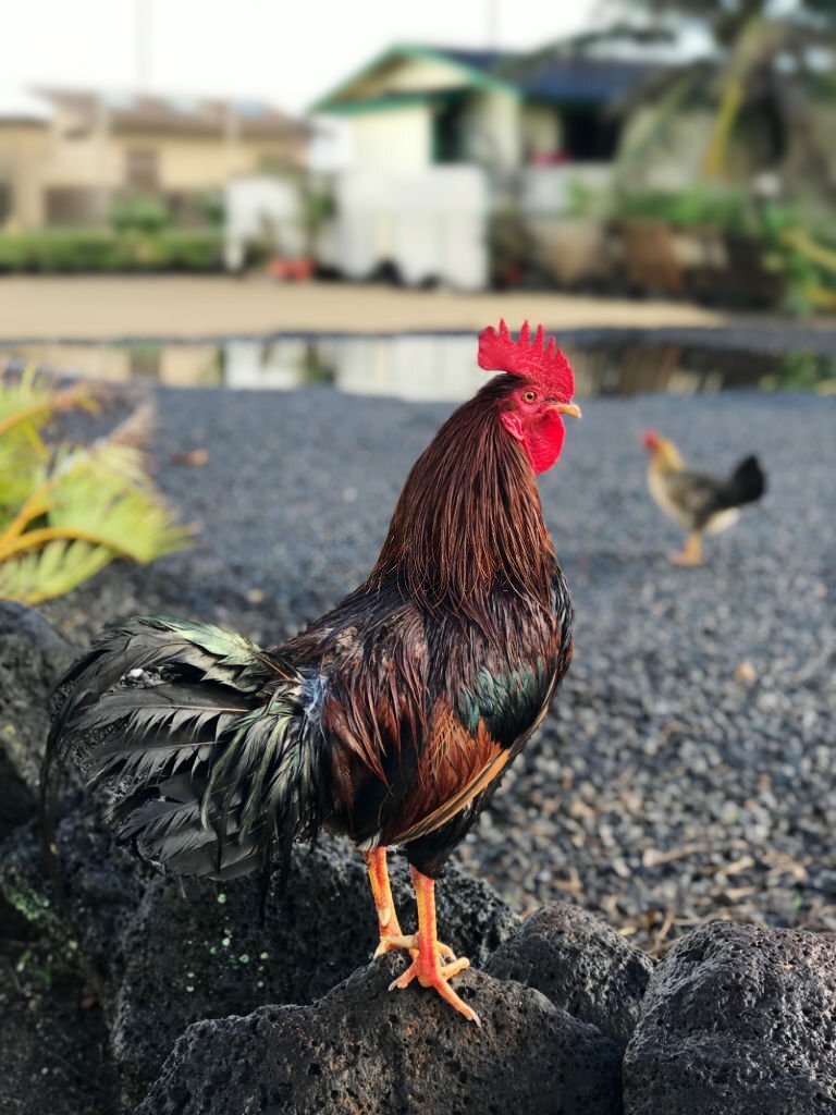 Prendre Soin de nos Amies à Plumes : Guide pour Assurer le Bien-Être Optimal de Vos Poules