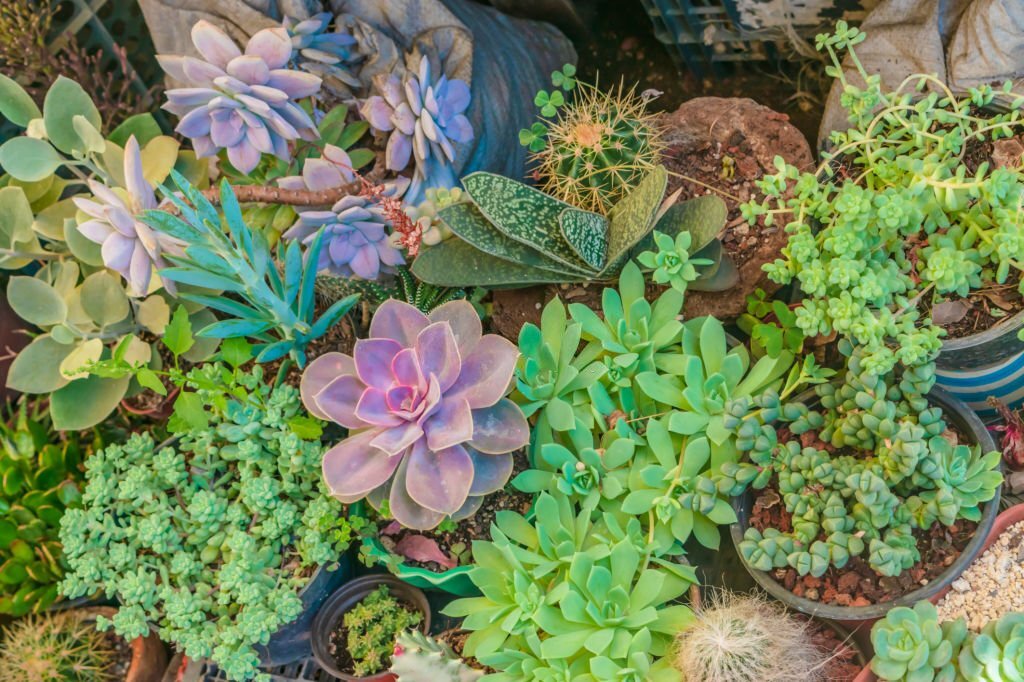Cactus et Succulentes : Plantes Résilientes et Élégantes pour un Jardin Sans Souci