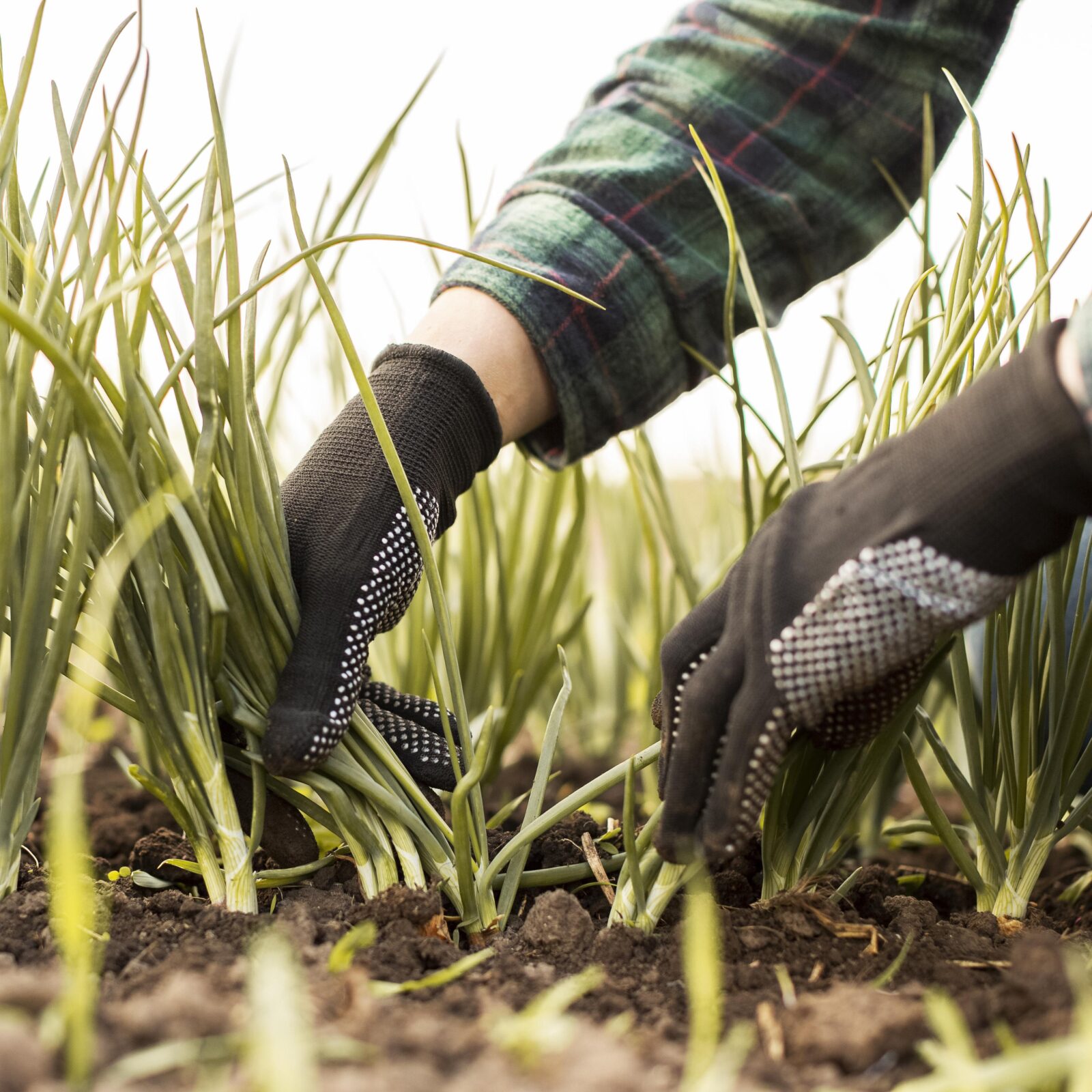 Gestion Intelligente des Mauvaises Herbes