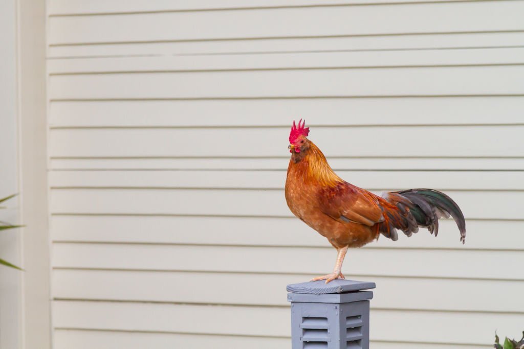 Poules Urbaines : Guide pour Élever des Poules en Ville et Profiter des Œufs Frais à Domicile