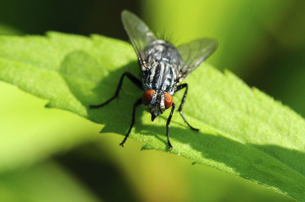 Adieu aux Insectes Gênants : Découvrez des Techniques Efficaces pour Éliminer Définitivement les Mouches Noires et Profiter d'un Environnement Plus Paisible