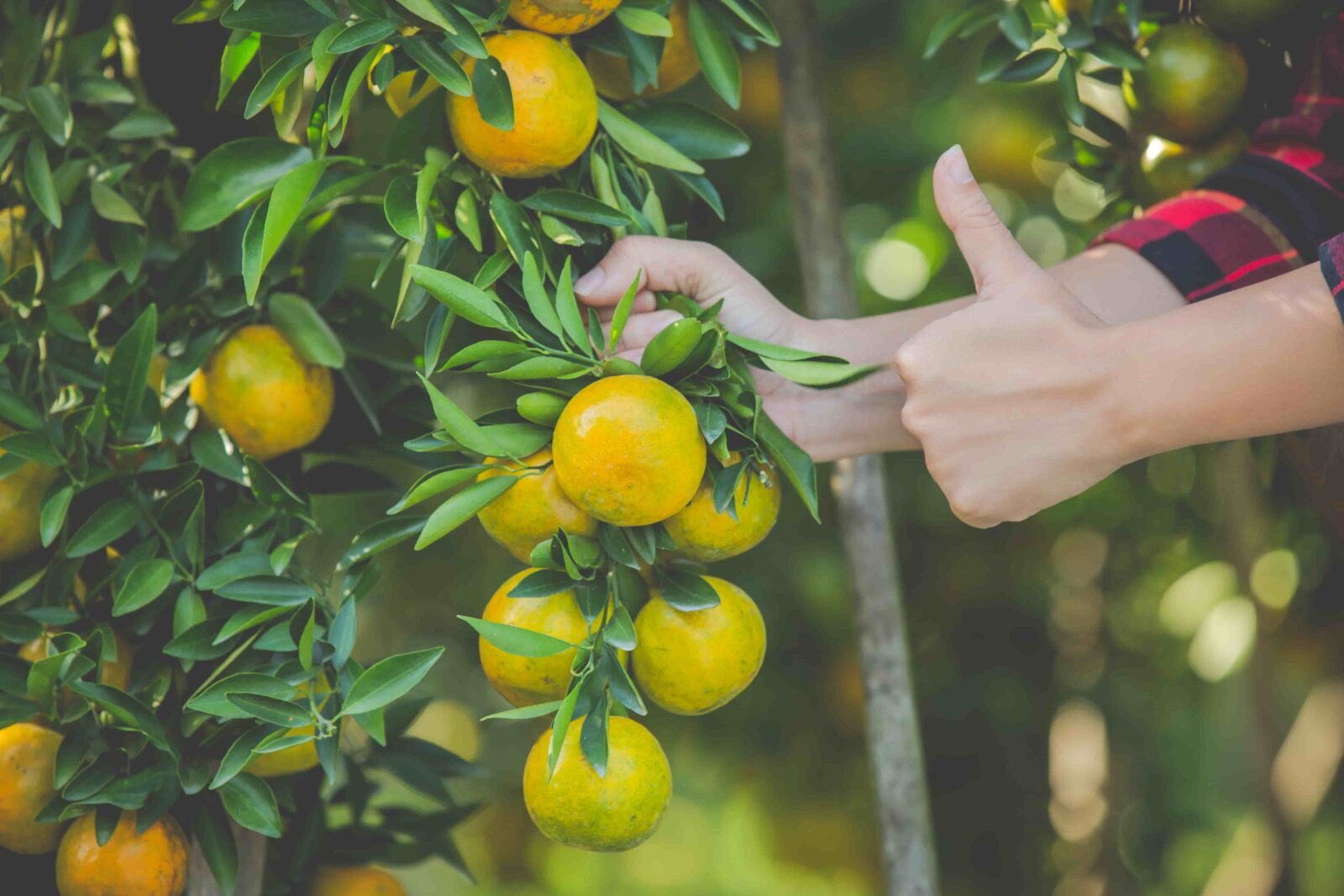 Engrais citron