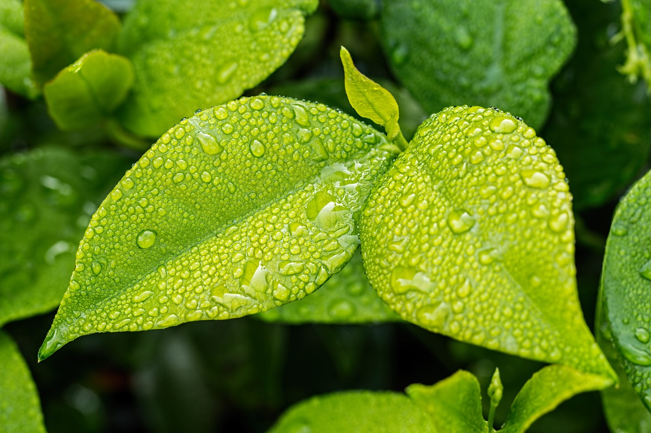 Cultiver la Prospérité : Créez un Environnement Idéal pour Vos Plantes avec les Soins Appropriés et l'Attention Nécessaire