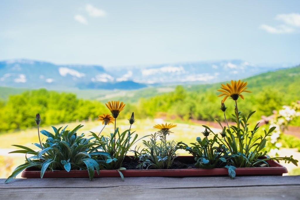 Éclats de Couleurs d'Été : Découvrez les Fleurs à Planter en Août pour Embellir Votre Jardin et Balcon avec une Palette Florale Éblouissante