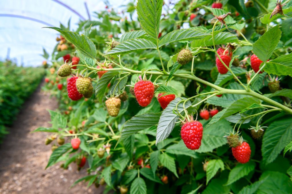 Récolte Abondante : Découvrez 5 Gestes Essentiels pour Récolter des Framboises Tout au Long de la Saison, Maximisant la Production et la Fraîcheur de Vos Récoltes