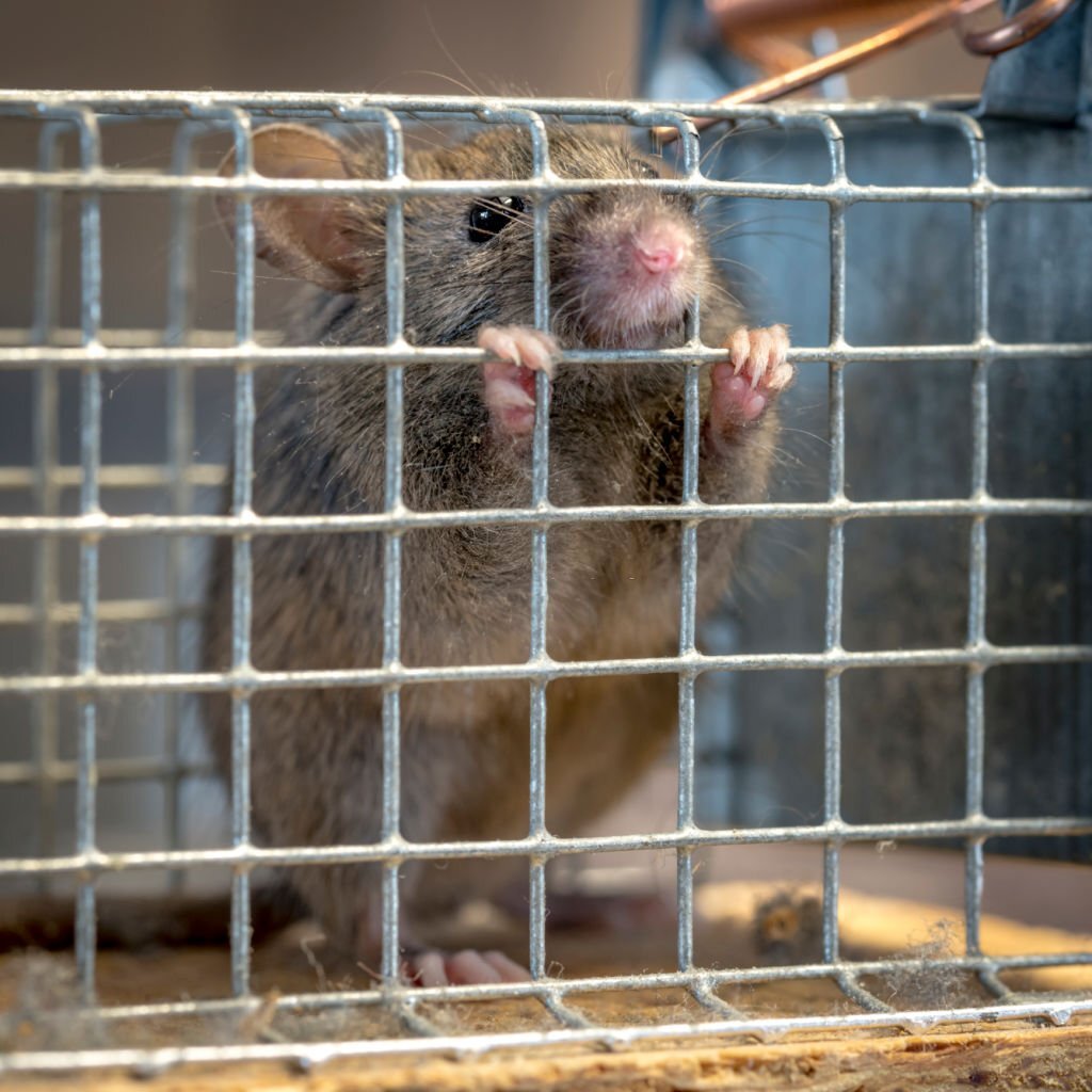 Utilisation de grillage pour éloigner les mulots