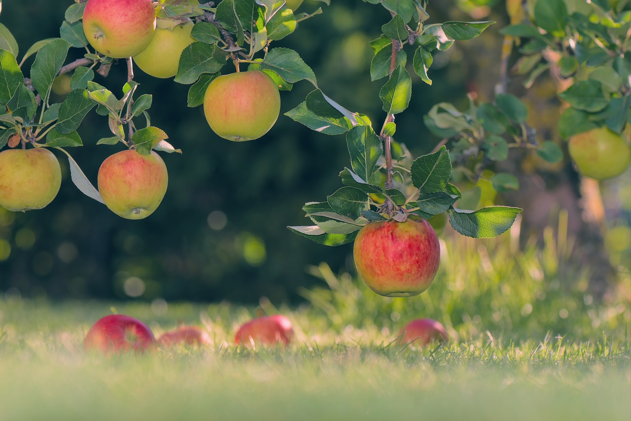 Indépendance en Cultivant : Explorez l'Art de Créer un Jardin Autosuffisant pour une Alimentation et une Régénération Naturelles