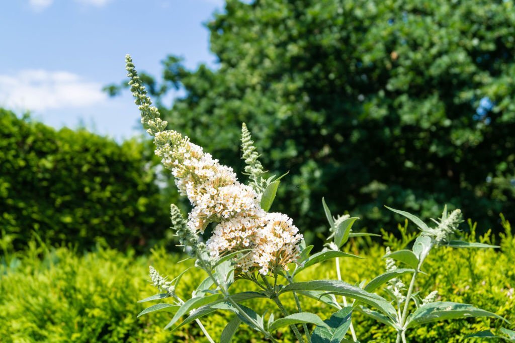 Diverse Garden Blooms: Milkweed, Oregano, Asteraceae, and Yarrow Attracting Pollinators