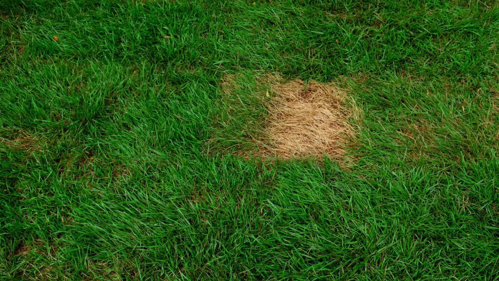 Récupération Après la Canicule : Conseils pour Réparer et Revitaliser une Pelouse Brûlée par les Hautes Températures
