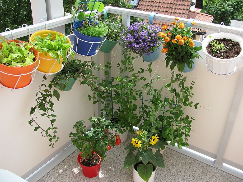 Guide des plantations d'août pour un balcon fleuri.