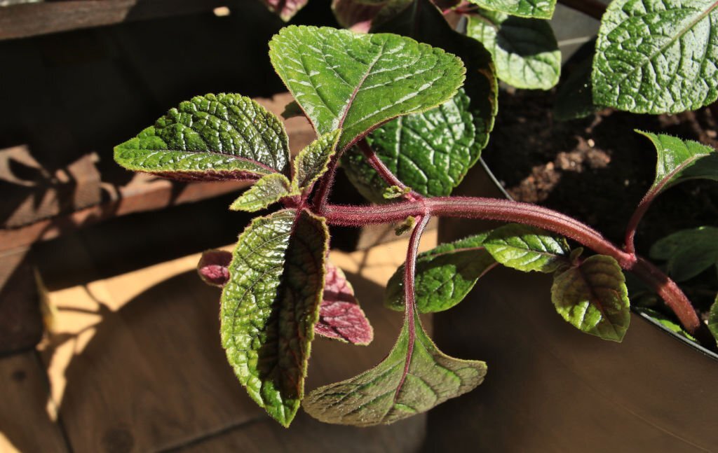 Naturellement Répulsives : Découvrez les Plantes Anti-Moustiques pour un Jardin Agréable et Protégé contre les Insectes