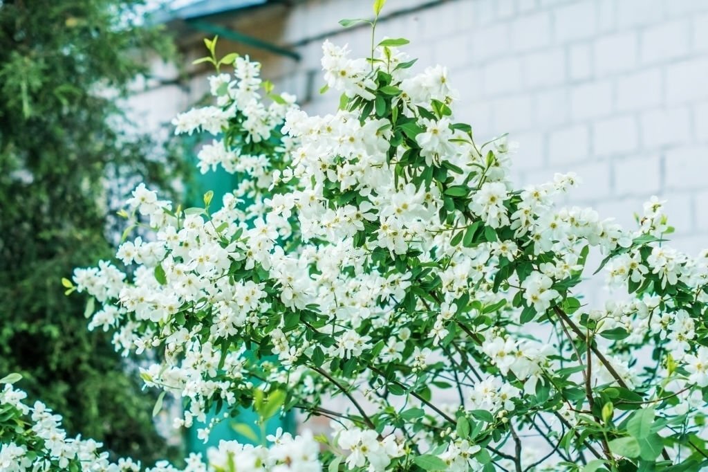 Plantes bonheur : nature apaisante