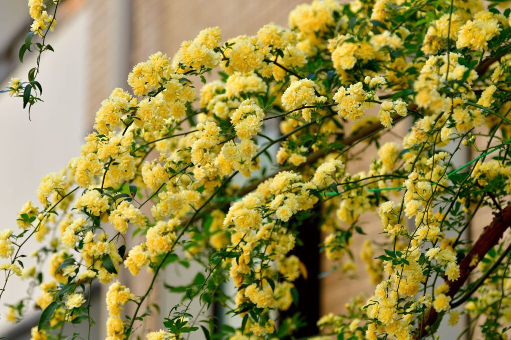 Élégance en Hauteur : Découvrez la Beauté des Plantes Grimpantes pour Décorer