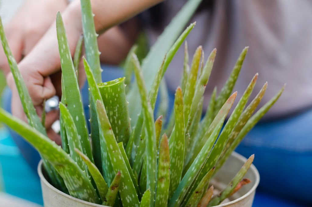 Plantes productivité : créativité stimulée