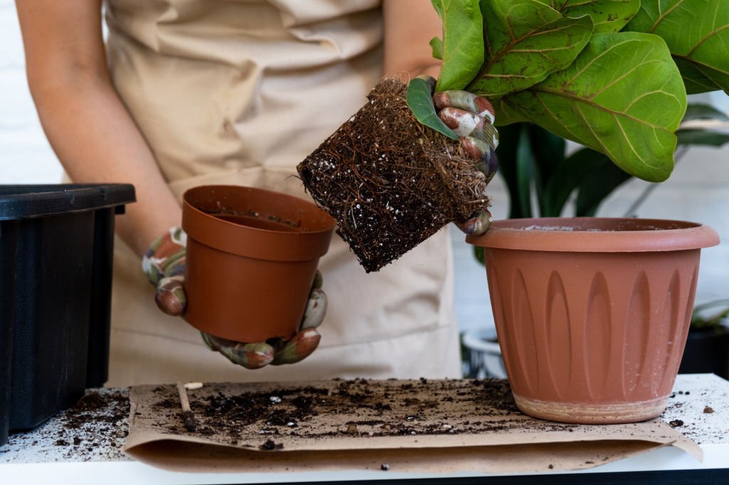 Illustration de l'astuce du 'pot dans le pot' pour les plantes saisonnières