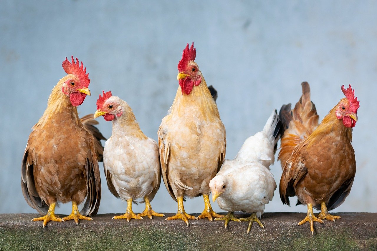 L'Élégance des Plumes au Service de la Nature