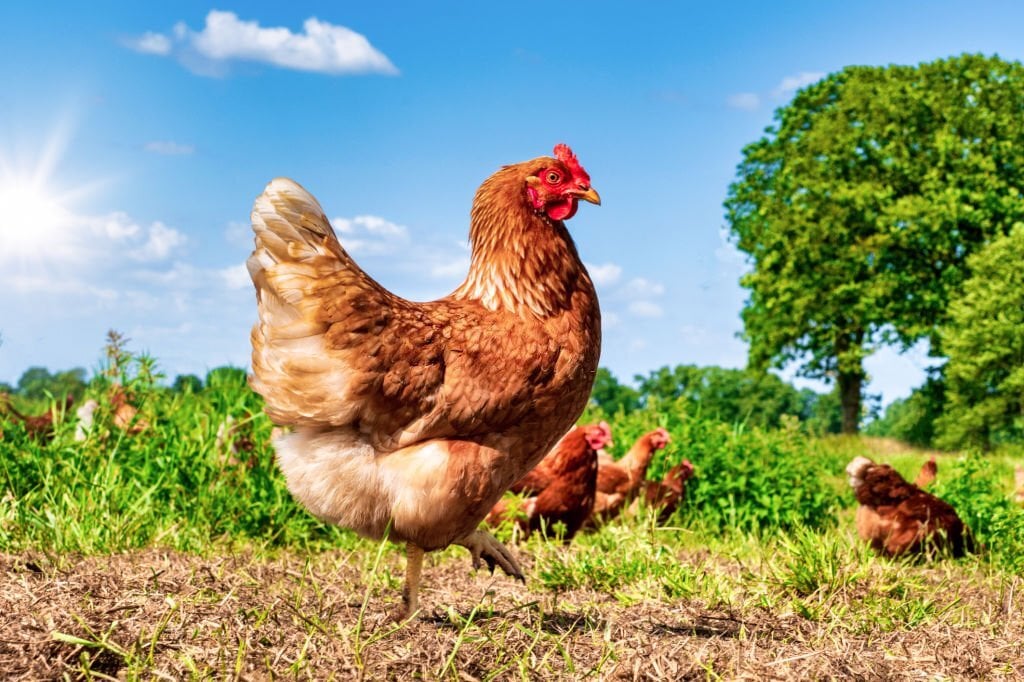 Maintien du plumage éclatant par le vinaigre chez les poules