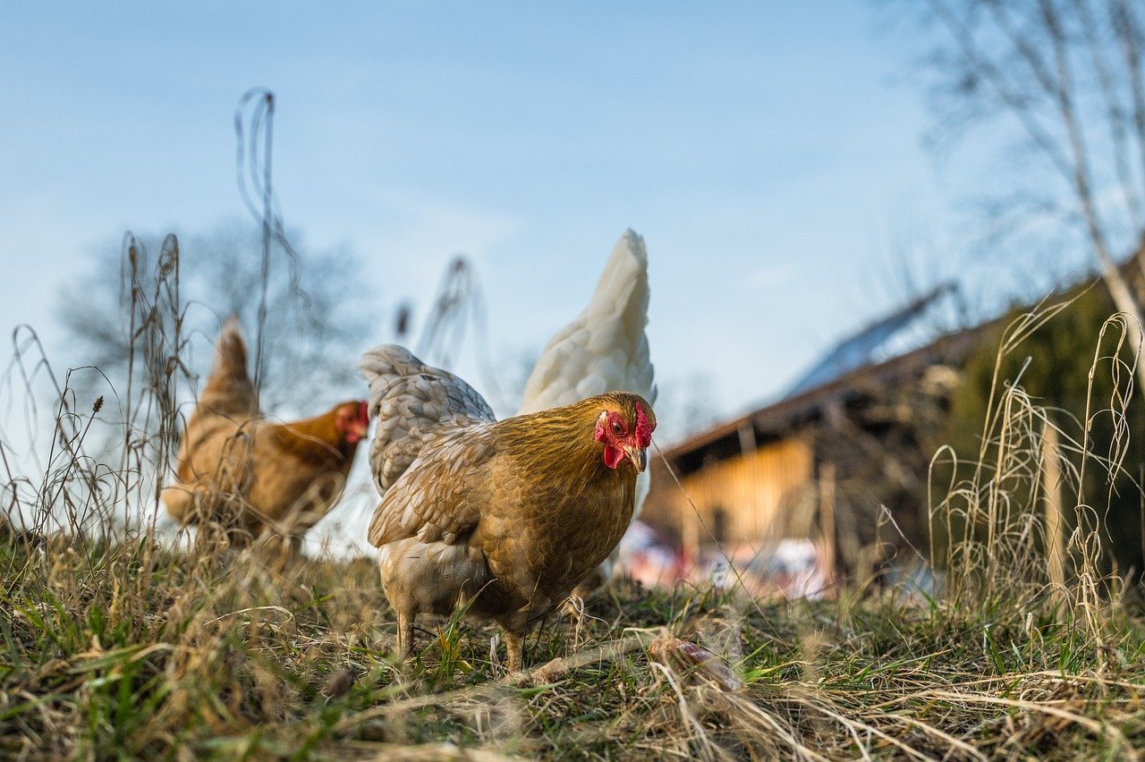 Les Poules : Super-Héros du Recyclage dans le Jardin - Contribuant à une Pratique Écologique