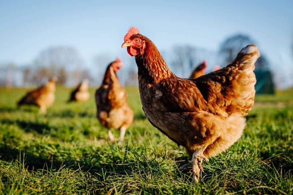 Pourquoi vos poules raffoleront du vinaigre : bienfaits dévoilés