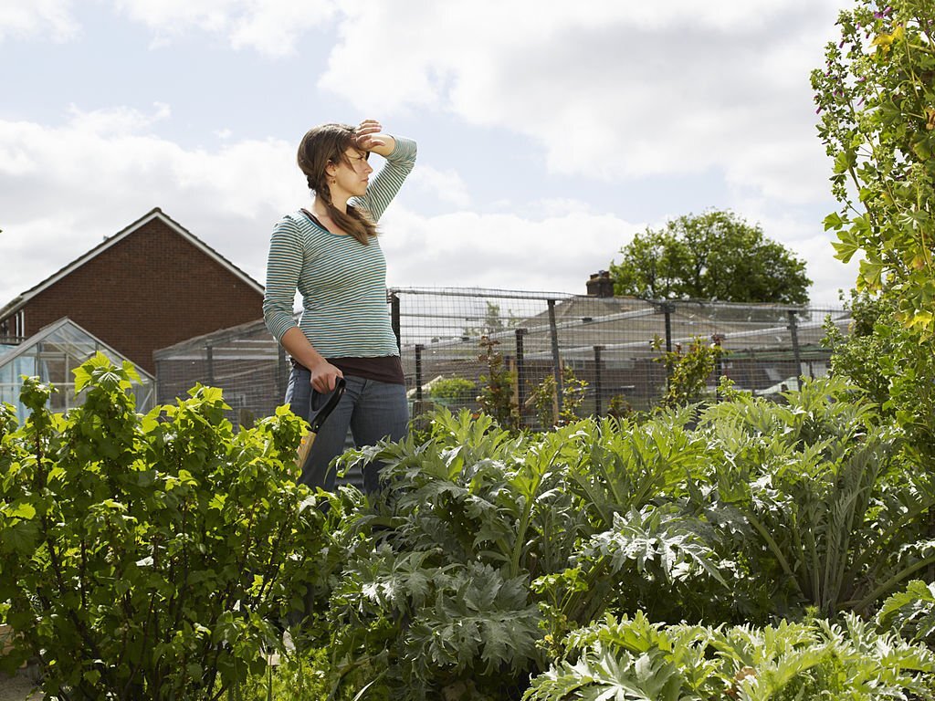 Résistance à la Chaleur : Suivez ces 7 Conseils Indispensables pour Protéger Votre Jardin et Vos Plantes Pendant les Périodes de Canicule