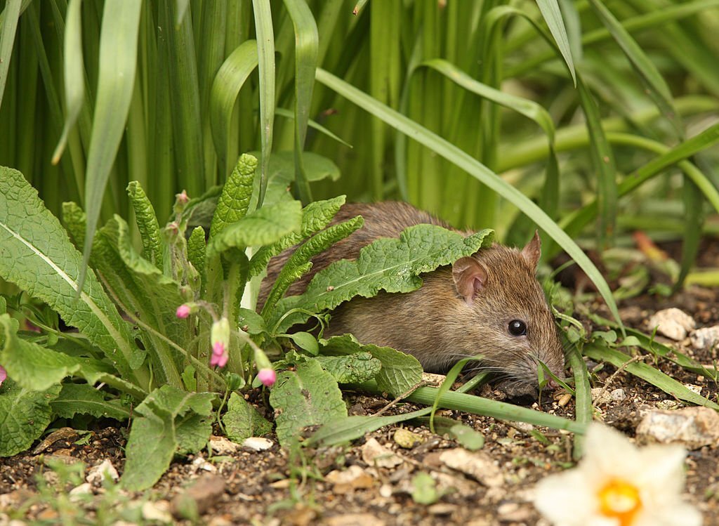 Gestion des Rats dans le Jardin