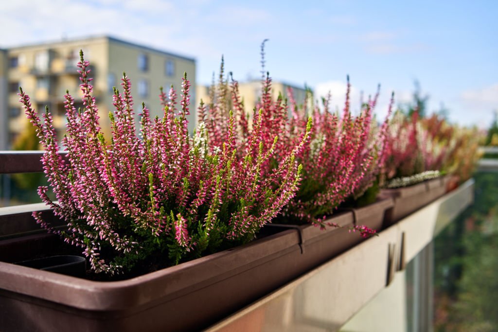 Remplacement des fleurs annuelles sur votre balcon