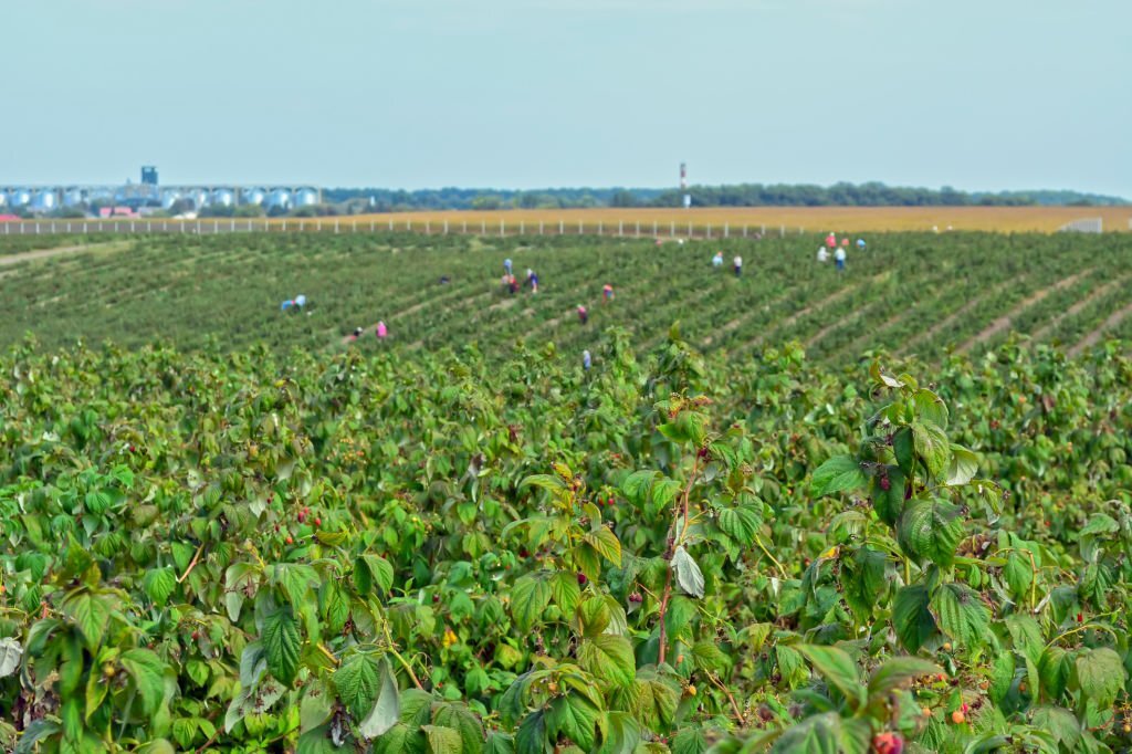 Culture Optimale : Découvrez Comment Établir un Système de Support Solide pour Vos Framboises, Garantissant une Croissance Saine, une Récolte Facilitée et une Longévité de Vos Plantes