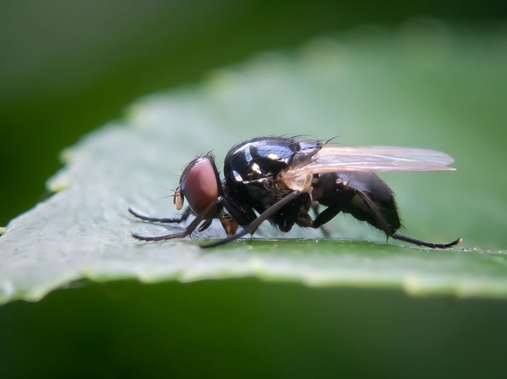 Piège à Mouches Maison : Solution Écologique Pour Éliminer Les Mouches
